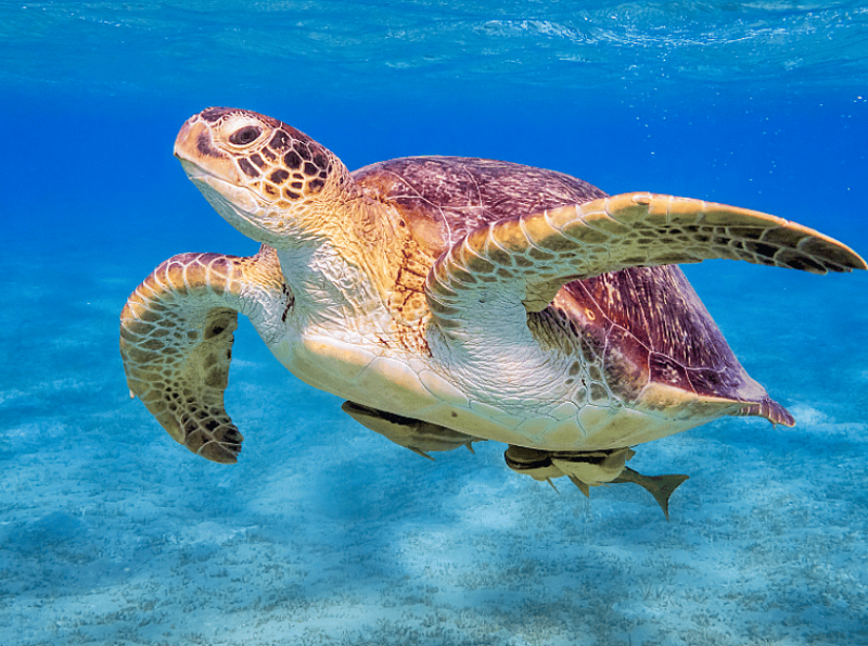 World Sea Turtle Day: Protecting Ocean Guardians for Future Generations